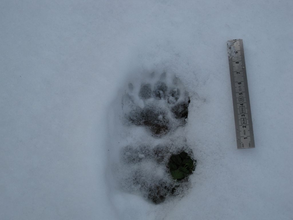 Help! Orme sulla neve da riconoscere